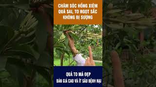 Kĩ thuật chăm sóc Hồng xiêm giúp quả sai, to quả ngọt sắc, hạn chế thối, sượng. Kích sai quả