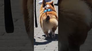 cute corgi moves