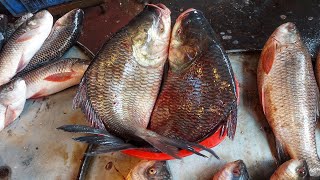 Amazing Fish Market|| Largest Fish Market|| Biggest Fish Market In ASIA|| HD