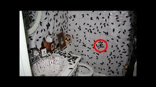 10 Worst Insect Invasions Ever