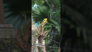 Oriental oriole #orioles #birds #fly #tree #birdslife #birding #urbanwildlife #4k