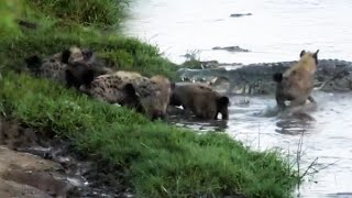 Hyena clan chase off a massive nile crocodile