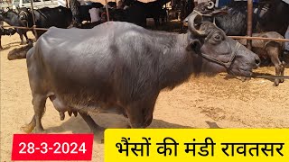 buffalo market rawatsar Hanumangarh India भैंसों की मंडी रावतसर