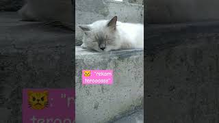 rekam terooosss #himalayancat #kucinghimalaya #kucingsantuy #kucingtidur