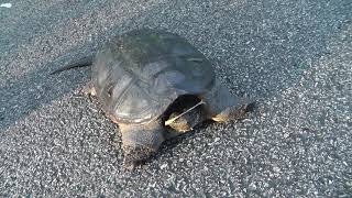 Snapping turtle