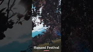 Cherry Blossom at Parc de Sceaux | Hanami Festival Paris #shorts