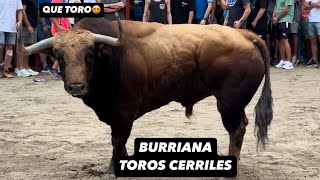 BURRIANA 1.9.24 TOROS CERRILES DE PEÑAJARA, EL PILAR Y FUENTE YMBRO