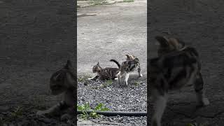 #cat #gakh #azerbaijan #farming