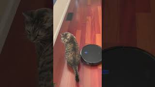 Tabby Cat Fast Dance With Robot