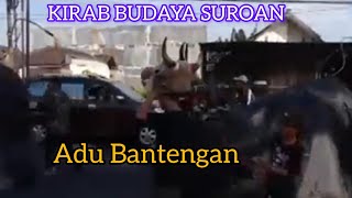 KIRAB BUDAYA SUROAN ADU BANTENGAN