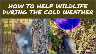 How to help wildlife during the winter