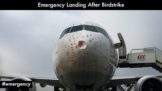 Emergency Landing After Birdstrike