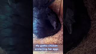 My Gothic chicken wants to be a mom #chicken #ayamcemani #broodyhen #henlife #chickenbreeds