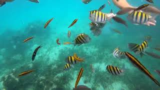 Snorkeling with a GoPro in Ocho Rios, Jamaica