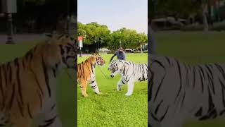 tiger vs white tiger 🐯 #attitudestatus #vuralvideo #shorts #video