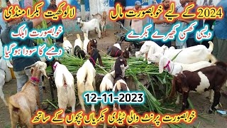 Lalukhet Bakra Mandi Latest Update | 12 Nov 2023 | Teddy Goat Breed | Bakra Mandi 2023 |