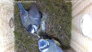 Tauziehen mit Raupe bei der GAGA-Blaumeise | 03.06.2023