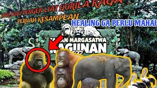 DARI DULU CUMAN BISA LIAT DI FILM , GORILA NYA ENTAH KEMANA | RAGUNAN PUNYA CERITA