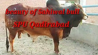 Sahiwal bull QS-692 SPU Qadirabad