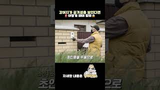 강아지 공격성을 교정하는 방법 #shorts