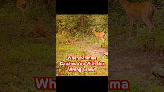 When Momma Catches You With the Wrong Crowd #trailcamera #deer #fawn #buckdeer #doe