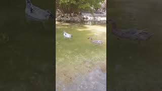 #duck #ducks #animals #shorts #short #shortvideo #shortsvideo #fypシ #fyp #shortsyoutube #youtube