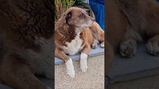 Dogs in Georgia 🇬🇪 relaxing look at people's walking around #short animals #dogs #animallover #fyp