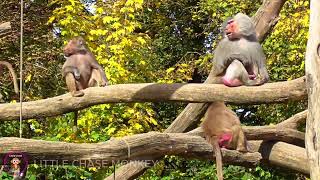 Canopy Capers: The Daily Antics of Playful Monkeys