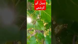 Peepal ky Karishma#viralvideo #gardenplants #treanding #nature #villagelife #natureplants#short