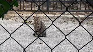 TIGRASTA MAČKA-LIJEPA KRASNA VELIKA SUSJEDOVA MAČKA MIRNO SJEDI NA CESTI I GLEDA U MENE A JA U NJU