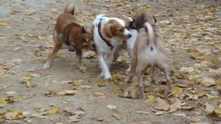 Bailey at the dog run in Tompkins Square Park, doing her thing