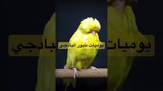 بادجي انجليزي فخم أصفر #shorts yellow badge