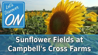 Sunflower Fields at Campbell's Cross Farms - Let's Discover ON