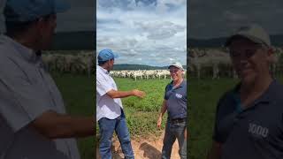 NELORE GRENDENE/PROGÊNIE AGRIBUSINESS #melhoramentogenetico #pecuarialucrativa #pecuariasustentavel