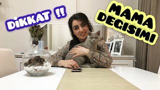 KEDİLERDE 4 ADIMDA MAMA DEĞİŞİMİ NASIL YAPILIR - (Kuru Mama Değişikliği, İshal, Kusma, Alerji)