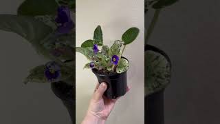 Variegated African Violet