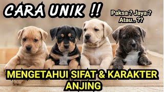 CARA MENGETAHUI SIFAT ANJING | DENGAN HITUNGAN/ KETEKAN BALI