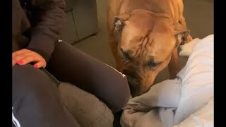 Big Boerboel can smell His Puppies #boerboel #shortvideo #trending