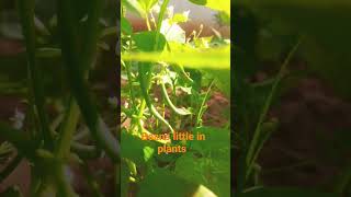 beans in plants little beautifully looking for kids visualisation #kidsvideo #beans