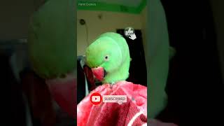 Talking Parrot love it