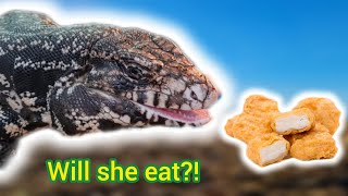 Big lizard eats chicken nuggets!