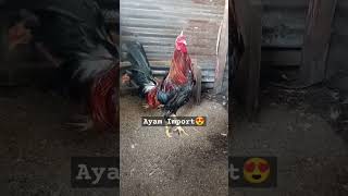 Ayam import Pejantan Esculin & Pullet Estrada😍 #ayamfilipin #peternakmurniayamsiamindonesia #rooster