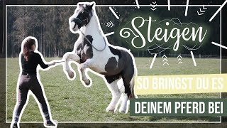 So bringst du deinem Pferd das STEIGEN bei // A&G HorseDiary