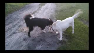 Border collie vs labrador walka psów / dogs fight