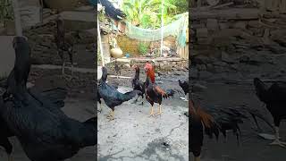 kandang ayam di pagi hari