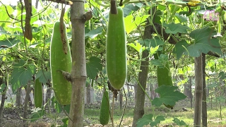 Bottle Gourd Field (লাউ ক্ষেত) Of Bangladeshi Village In 4K