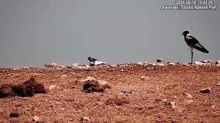 Baby Lapwing Day 1 -  First Day adventure to the waterhole.