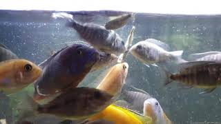 Feeding my Cichlids anjovis fish