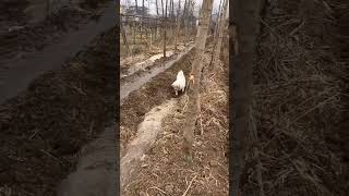 Pomeranian dog doing farming work| #shorts #dog #pets #pomeranian #puppy #farming #doglover #work