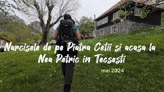 Narcisele de pe Piatra Cetii si acasa la Nea Petric in Tecsesti